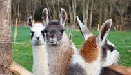 llamas